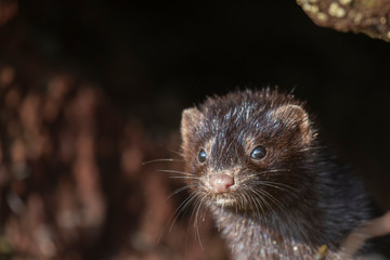 American mink, Neovison vison, portrait, close up with background around rocks beside the coast. Scotland, summer/july.