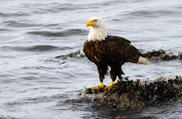 Bald eagle on the coast