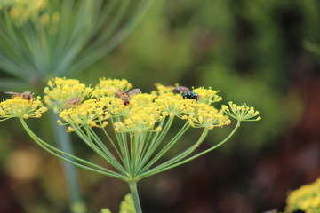 yellow flowers and bugs