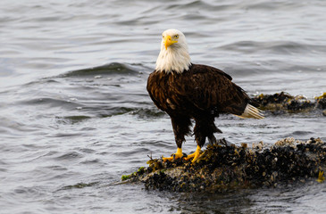 Bald eagle on the coast