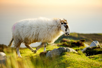 Sheep marked with colorful dye grazing in green pastures. Adult sheep and baby lambs feeding in...