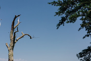 Trees and blue sky, one dead tree and one alive tree