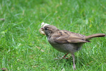 sparrow small garden bird
