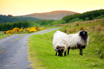 Sheep marked with colorful dye grazing in green pastures. Adult sheep and baby lambs feeding in...