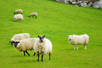 Obraz na płótnie Canvas Sheep marked with colorful dye grazing in green pastures. Adult sheep and baby lambs feeding in green meadows of Ireland.