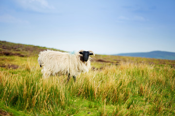 Fototapeta premium Sheep marked with colorful dye grazing in green pastures. Adult sheep and baby lambs feeding in green meadows of Ireland.