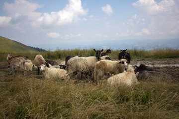 Obraz premium A flock of sheep grazing in a meadow among the mountains