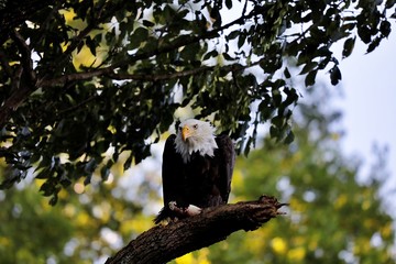 Bald Eagle enjoys Catch