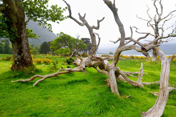 Beautiful large pine tree and blossoming gorse bushes on a banks on Muckross Lake, located in Killarney National Park, County Kerry, Ireland.
