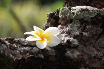 Frangipani