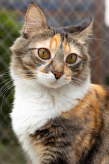 Fototapeta premium Gato