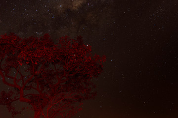 Starry sky with red tree in the foreground.