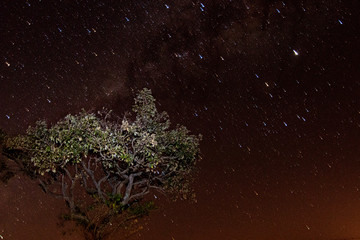 Stars in motion and sharp foreground tree.