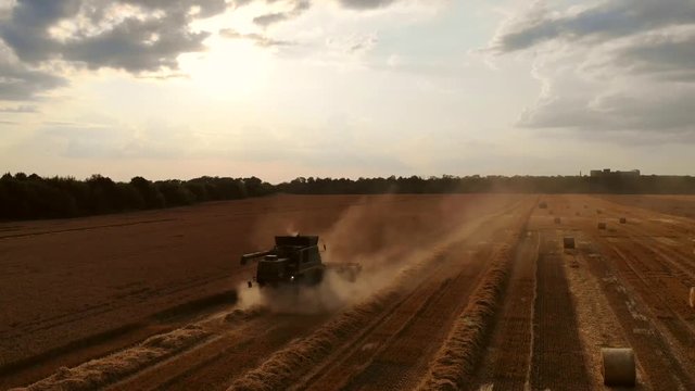 Harvesting on the field with wheat. The harvester threshes spikelets of wheat. Aerial video.