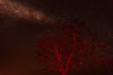 Starry sky with red tree in the foreground.