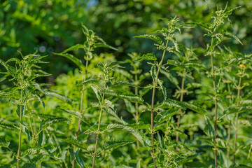 Urtica dioica, often called common nettle, or stinging nettle, or nettle leaf. Nettle flowers