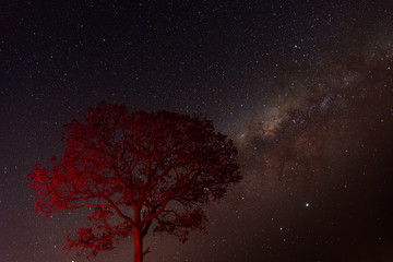 Tree in foreground in red and milky way