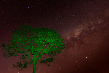 Starry sky and tree in green foreground.