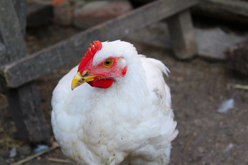 white chicken close-up in the backyard
