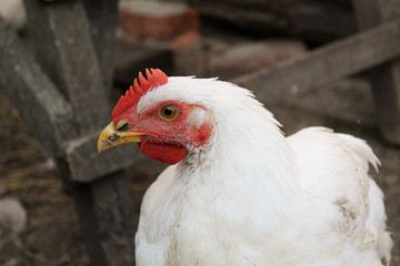 white chicken close-up in the backyard