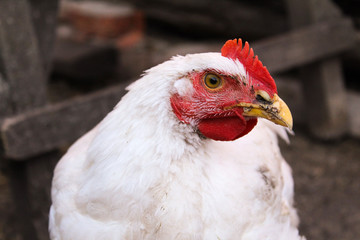 white chicken close-up in the backyard