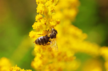 Bee on the yellow flower in the summer