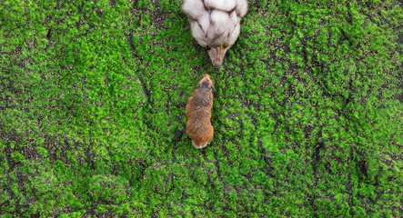 hamster on the grass outdoors