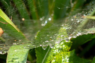 Water drops on the web