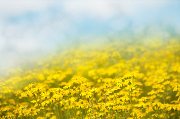 Fototapeta na wymiar Spring outdoors glade background with yellow flowers and grass with blue sky. Wonderful morning light and mood. Space for text