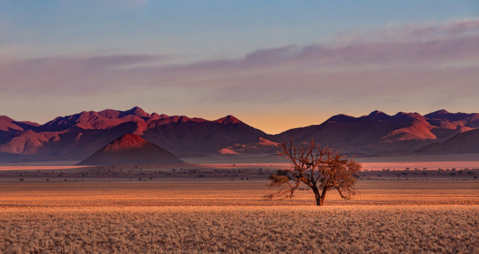 Namib Rand Reserve national park at sunset - waste and sparsely populated area at the end of the desert with acacia tree