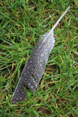 droplets of water on a feather