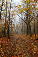 Obraz premium Autumn forest with country road. Colorful landscape with trees, rural road, orange and red leaves, sun in fall. Amazing forest with vibrant foliage in the fog.