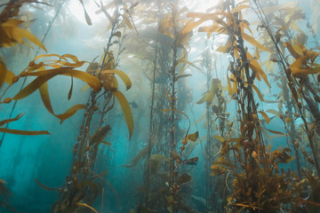 CHANNEL ISLANDS, California (USA): kelp forests during scuba diving in Channel Islands, California. Underwater shot. - obrazy, fototapety, plakaty
