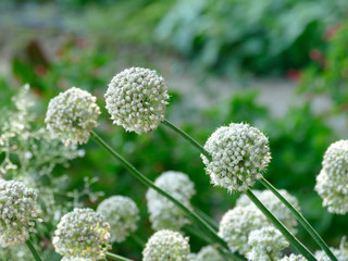 White herb open flower fields in nature