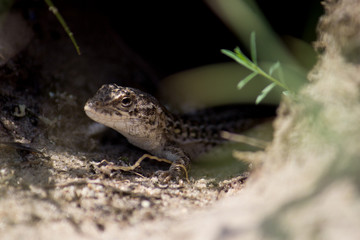 Little cute lizard in his hole on a sand