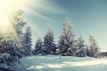 Winter landscape with forest
