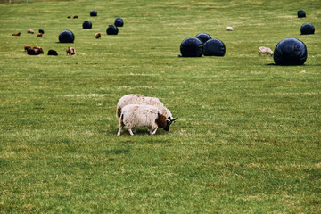 Icelandic sheep grazing on a green pasture in Iceland