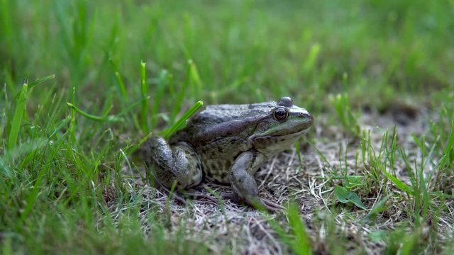 A large green toad sits on the grass. Swamp toad close-up