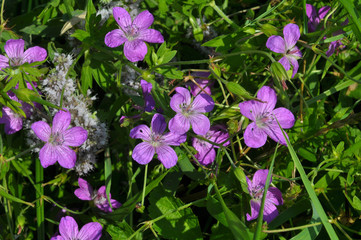 Fototapeta premium Bloom in nature geranium