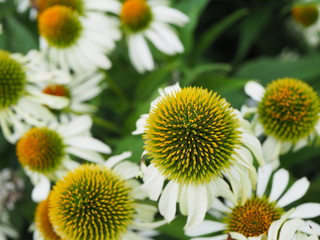 white and yellow flowers as background, texture