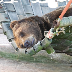 sleeping grizzly bear