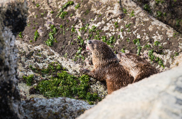 River otters