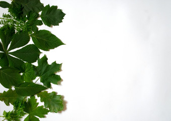 Many green leaves scattered on white background.