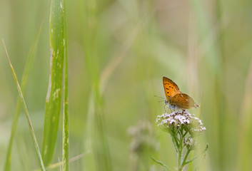 Beautiful Scarce Copper (Lycaena virgaureae) butterfly sitting on yarrow flower