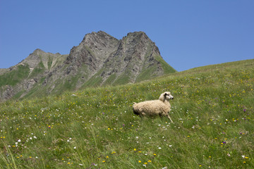 white sheep on green valley at mountains