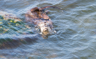 Fototapeta premium River otters