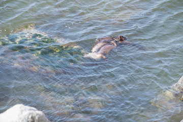 Fototapeta premium River otters