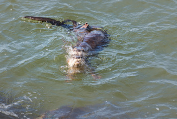 Obraz premium River otters