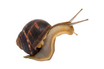 Garden snail isolated on white. ?reeping grape snail isolated on a white background