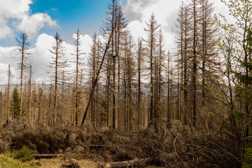 dried and felled trees in a coniferous forest in early spring on a sunny day and a cloudy sky